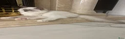 Ragdoll cats for sale: Ragdoll pure breed kittens!!! Ready to go 🏡 - Advert 5