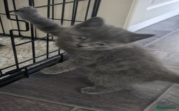 Mixed Breed cats for sale: Beautiful kittens - Image 3