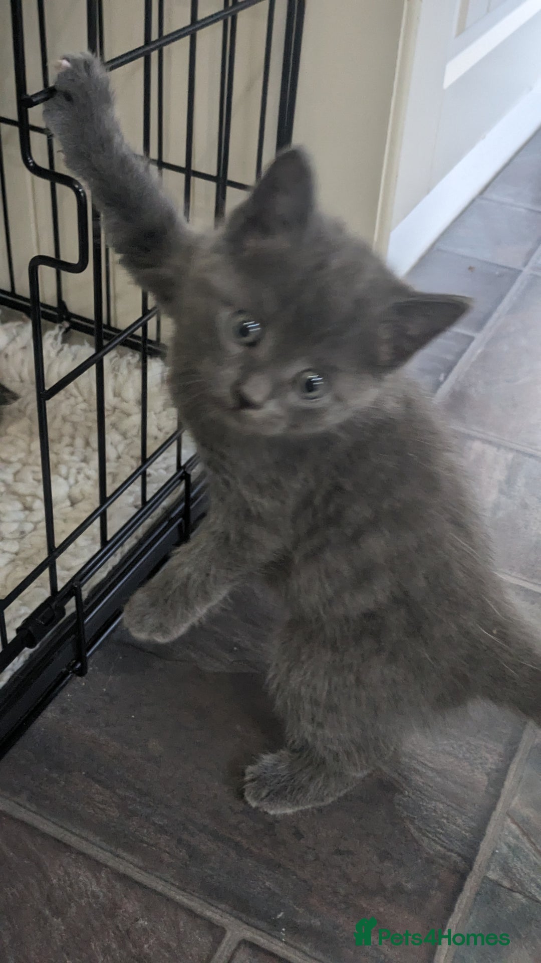 Mixed Breed cats for sale: Beautiful kittens - Image 3