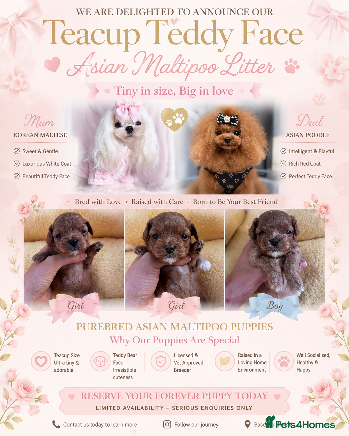 Maltipoo dogs 🧸Outstanding Quality☕️Teddy Face Asian Maltipoo🧸 - Advert 13