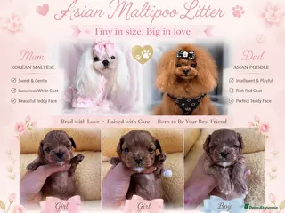 Maltipoo dogs 🧸Outstanding Quality☕️Teddy Face Asian Maltipoo🧸 - Advert 13