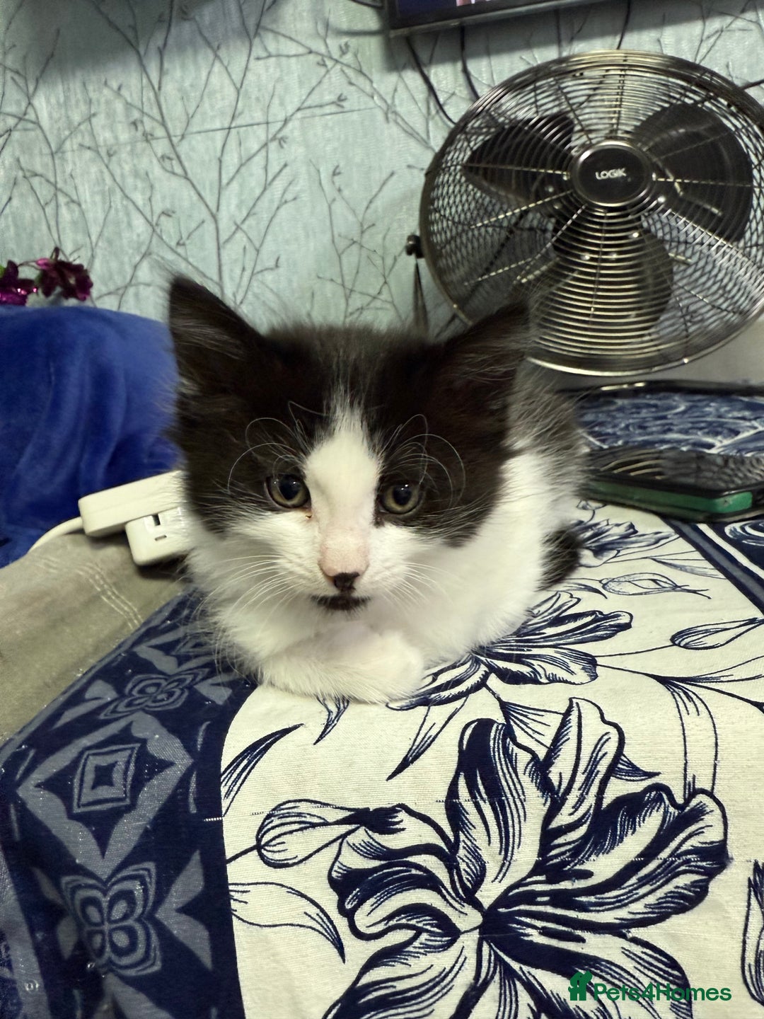Mixed Breed cats for sale: 🐾 Free Kittens Looking for Loving Homes 🐾 - Image 10