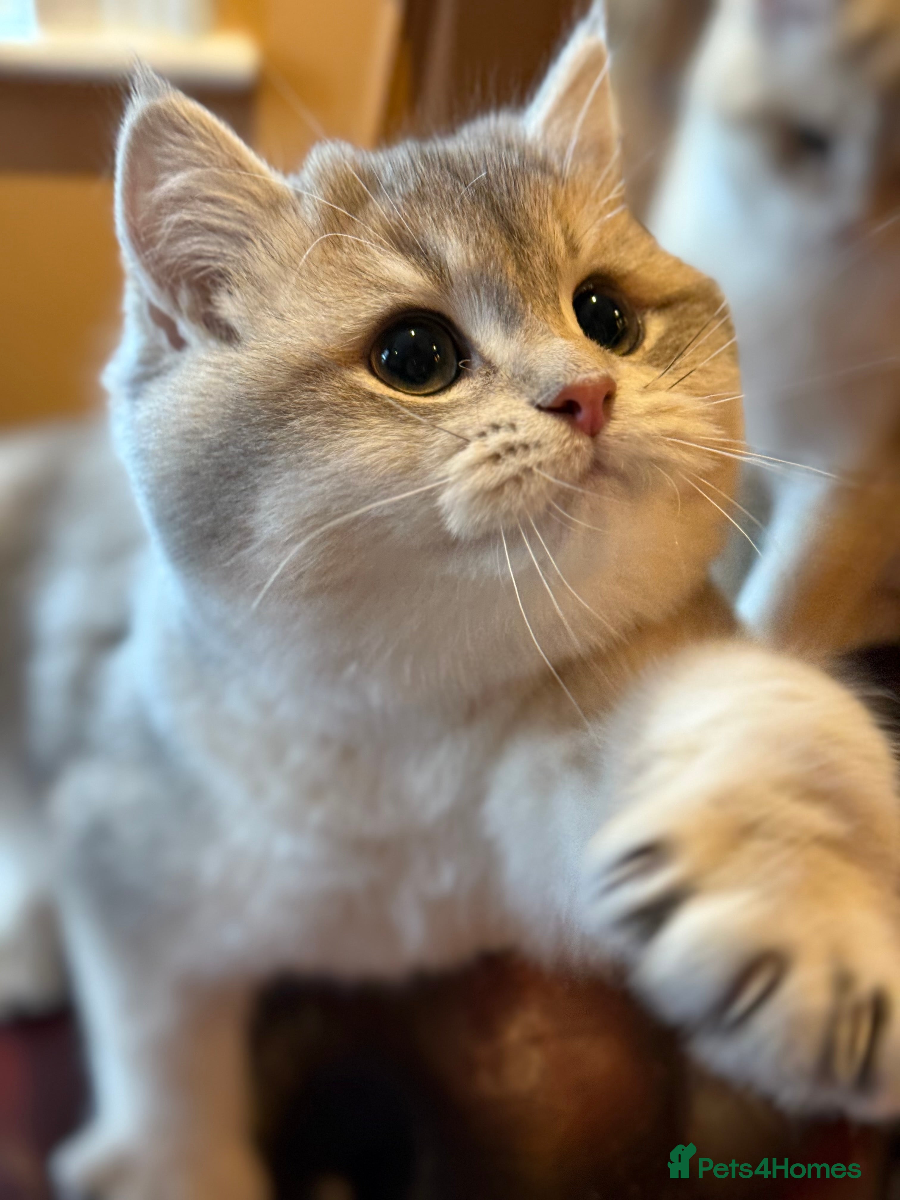 British Shorthair cats READY Blue Goldens sired by x4 Champion - Advert 1