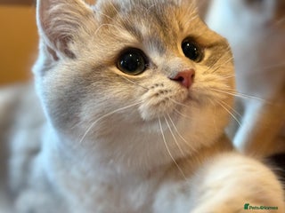 British Shorthair cats READY NOW pure Blue Golden BSH - Advert 9