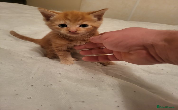 Domestic Shorthair cats - Advert 1