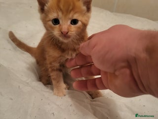 Domestic Shorthair cats - Advert 29