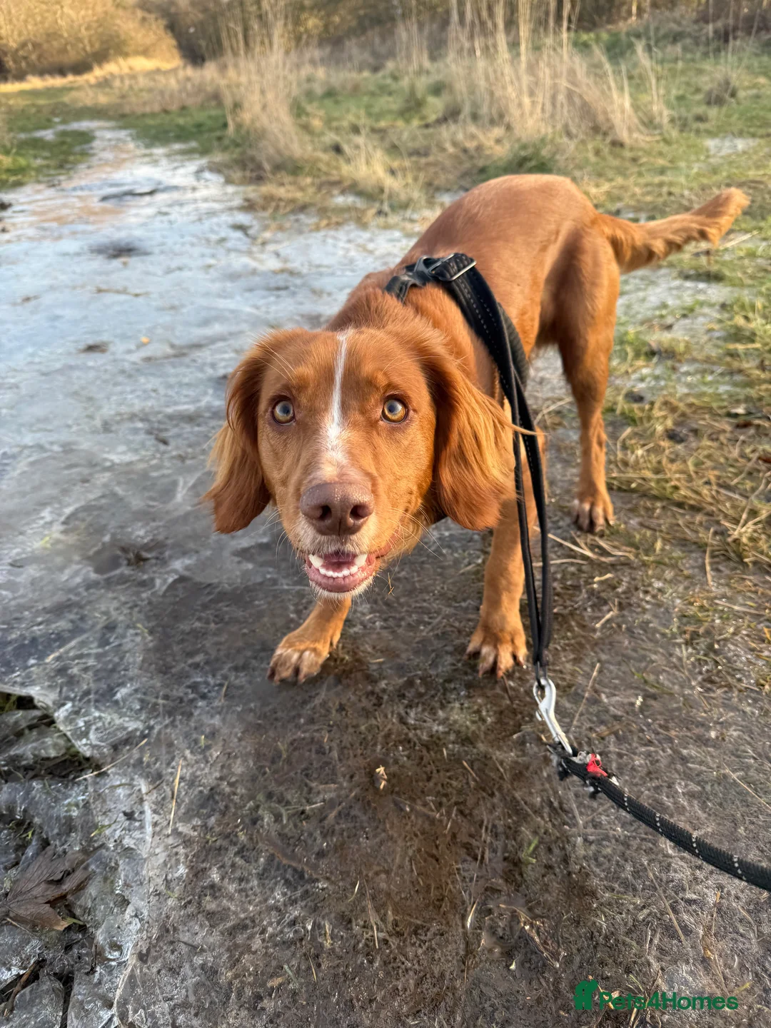 Cocker Spaniel dogs for sale: Looking for my forever home  - Advert 7