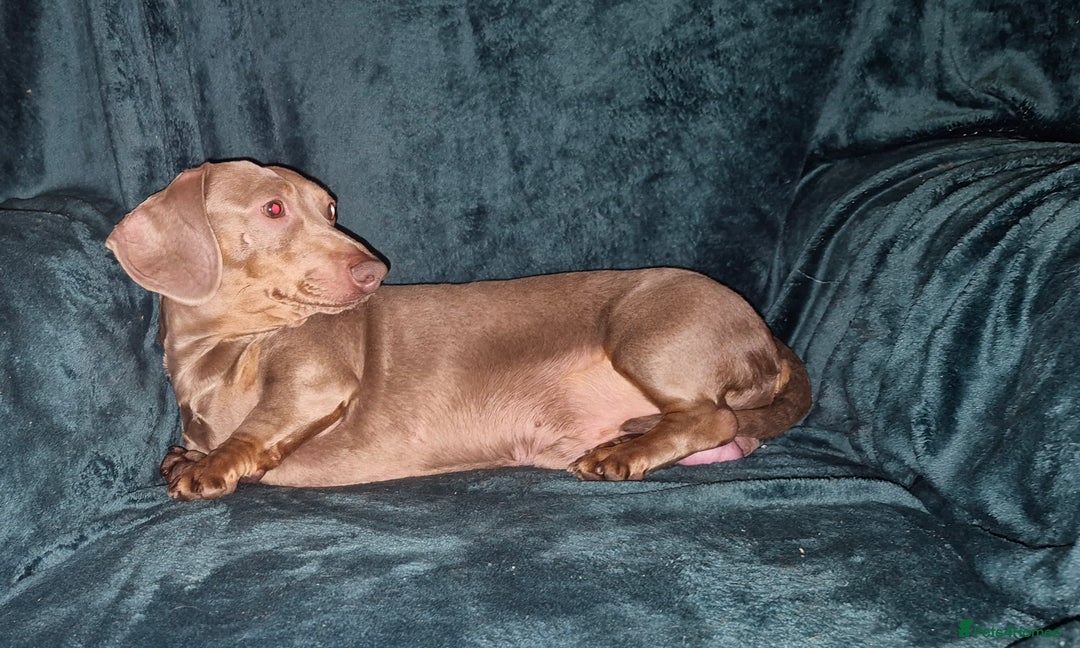 Dachshund dogs for sale: Isabella boy kc registered - Advert 1