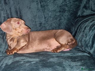 Dachshund dogs Isabella boy kc registered - Advert 18