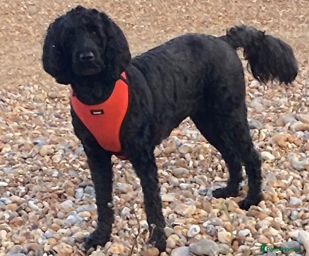 Labradoodle dogs F1b Black Labradoodle pups boy x2 girl x2 - Advert 1