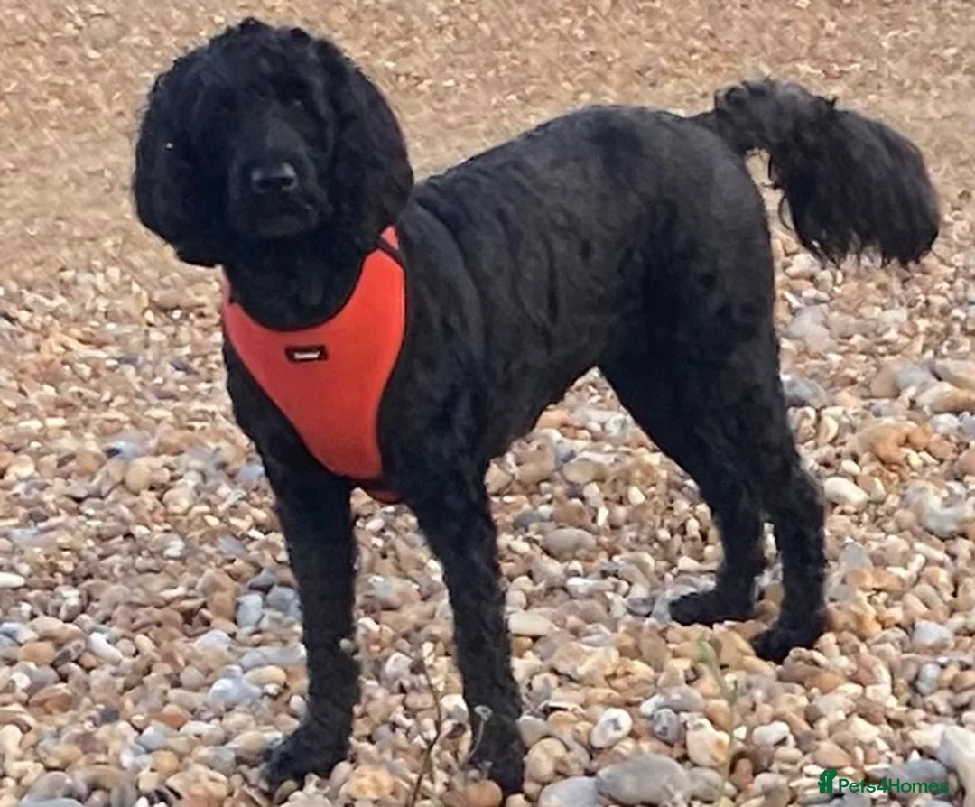 Labradoodle dogs for sale: F1b Black Labradoodle pups boy x2 girl x2 in Belvedere - Advert 1