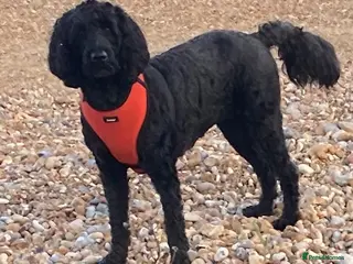 Labradoodle dogs F1b Black Labradoodle pups boy x2 girl x2 - Advert 7