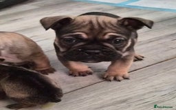 Mixed Breed dogs for sale:  Female Hybrid Bulldog Pups - Image 14