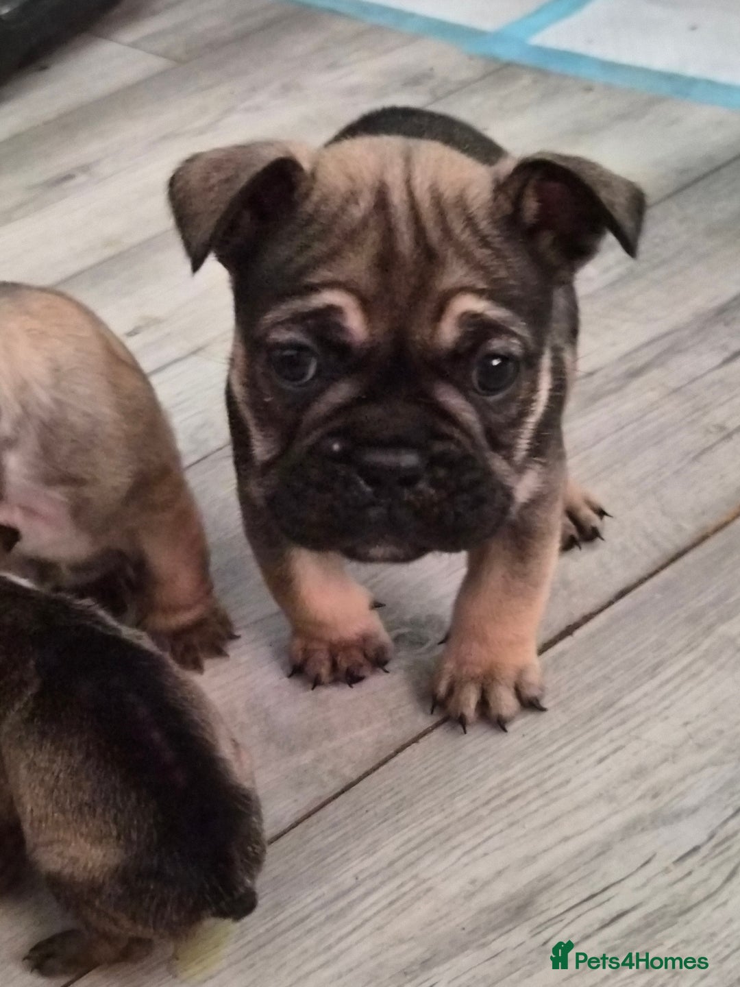 Mixed Breed dogs for sale:  Female Hybrid Bulldog Pups - Image 14