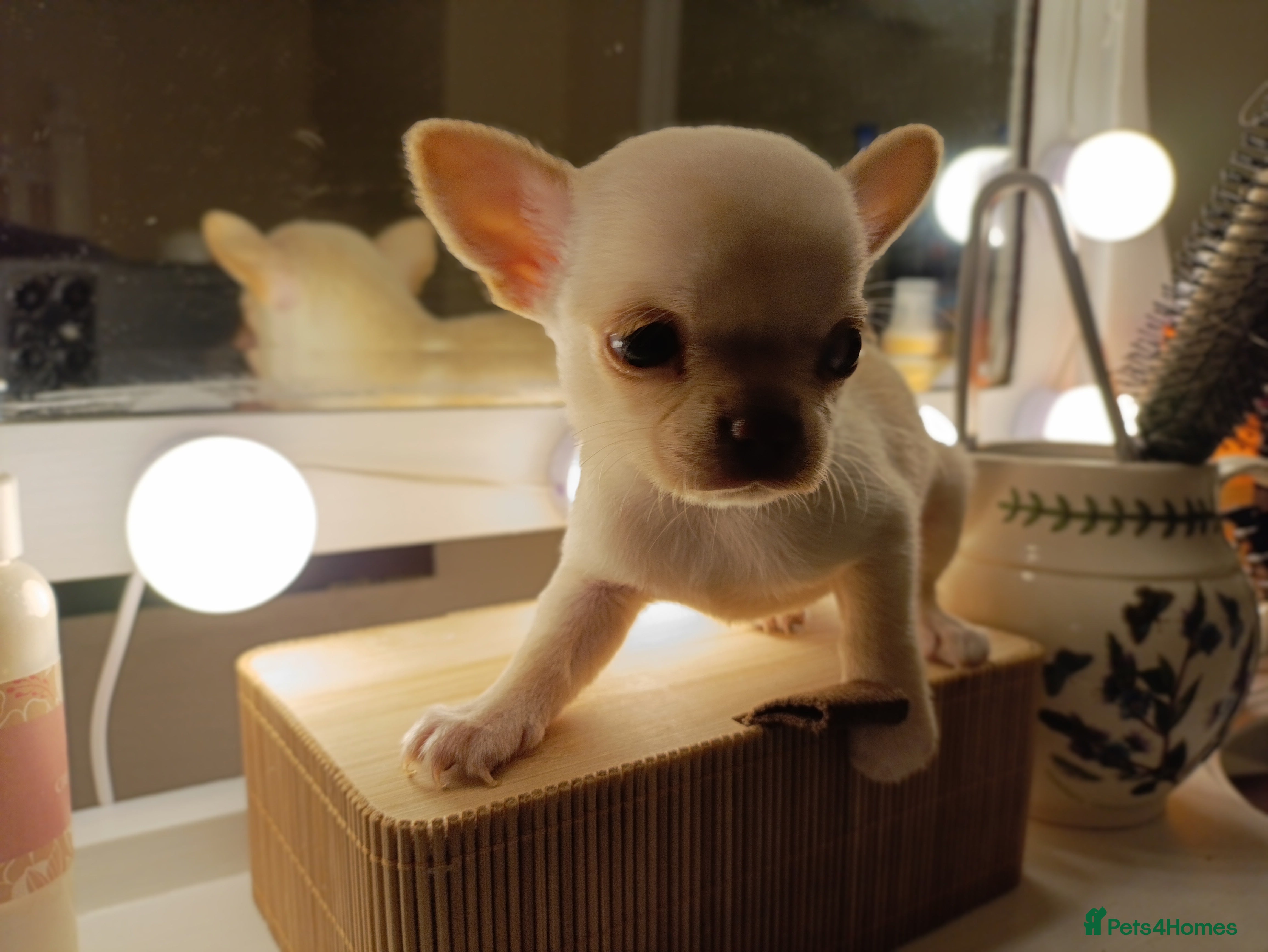 Chihuahua dogs 1 boys 3 girl pedigree chihuahua - Advert 3