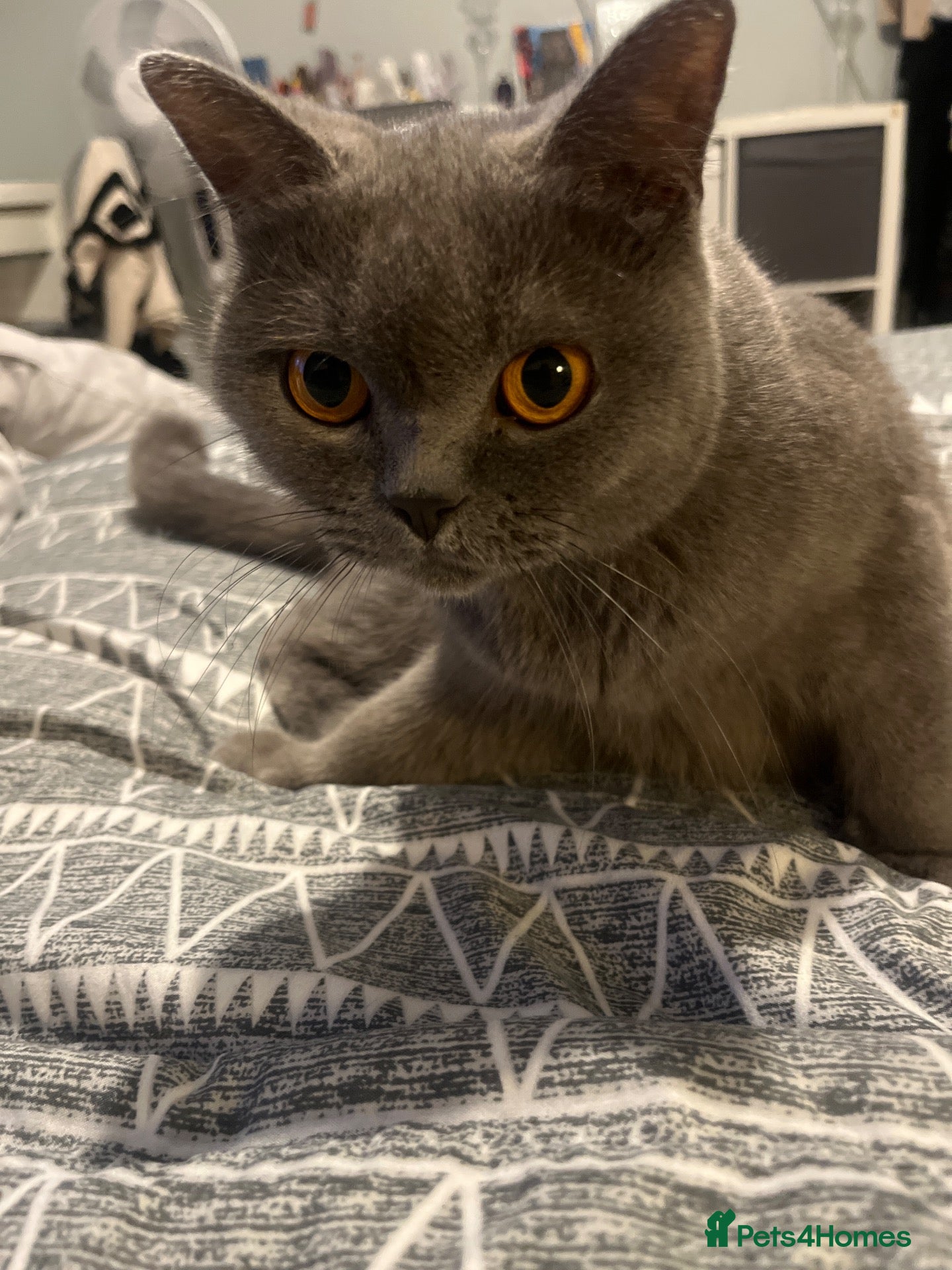 British Shorthair cats for sale: beautiful full bsh kittens  - Advert 18
