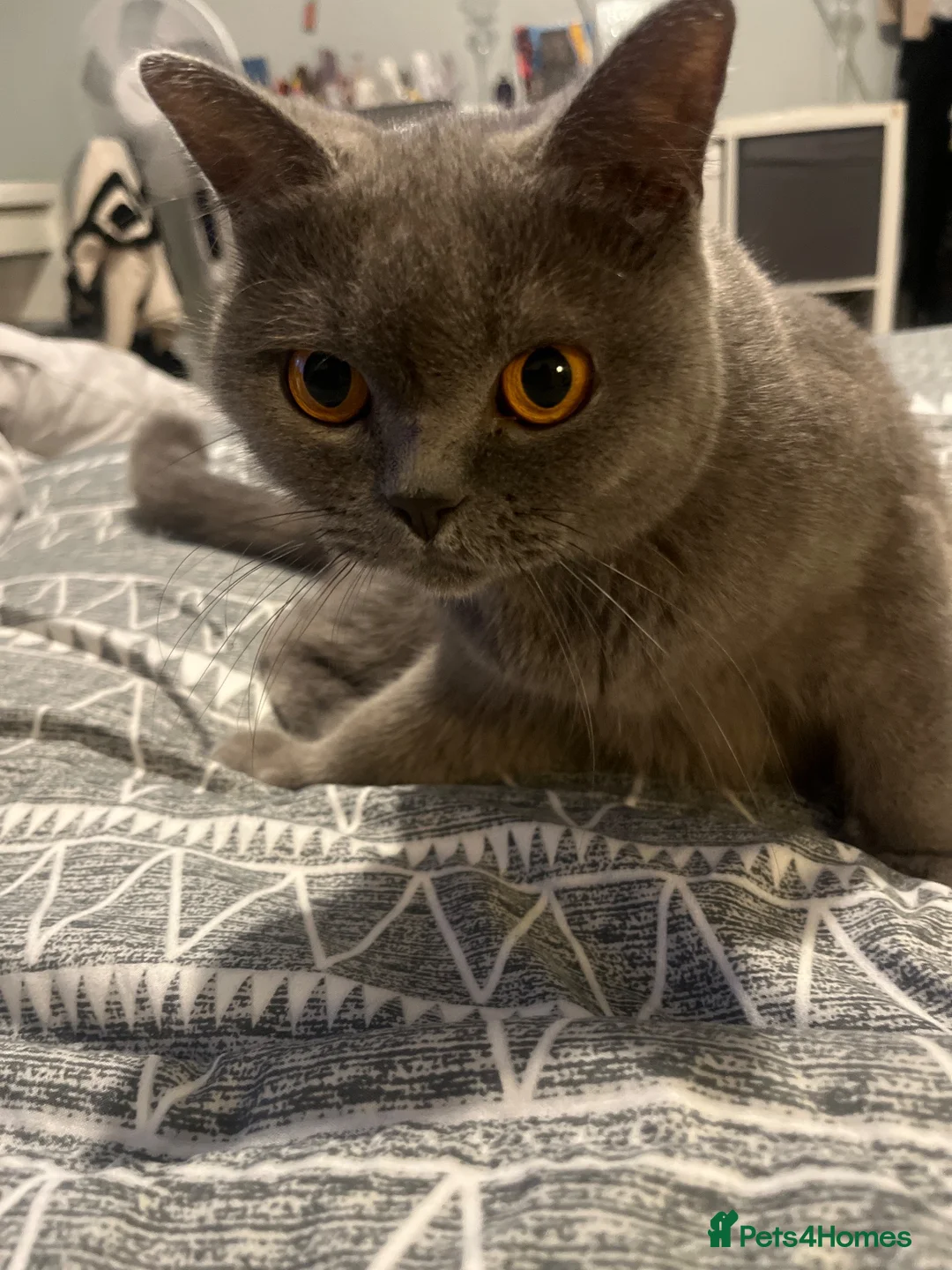British Shorthair cats for sale: beautiful full bsh kittens  - Advert 1