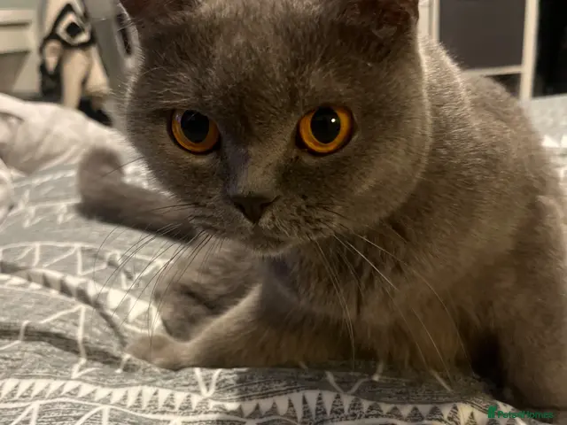 British Shorthair cats for sale: beautiful full bsh kittens - Advert 18