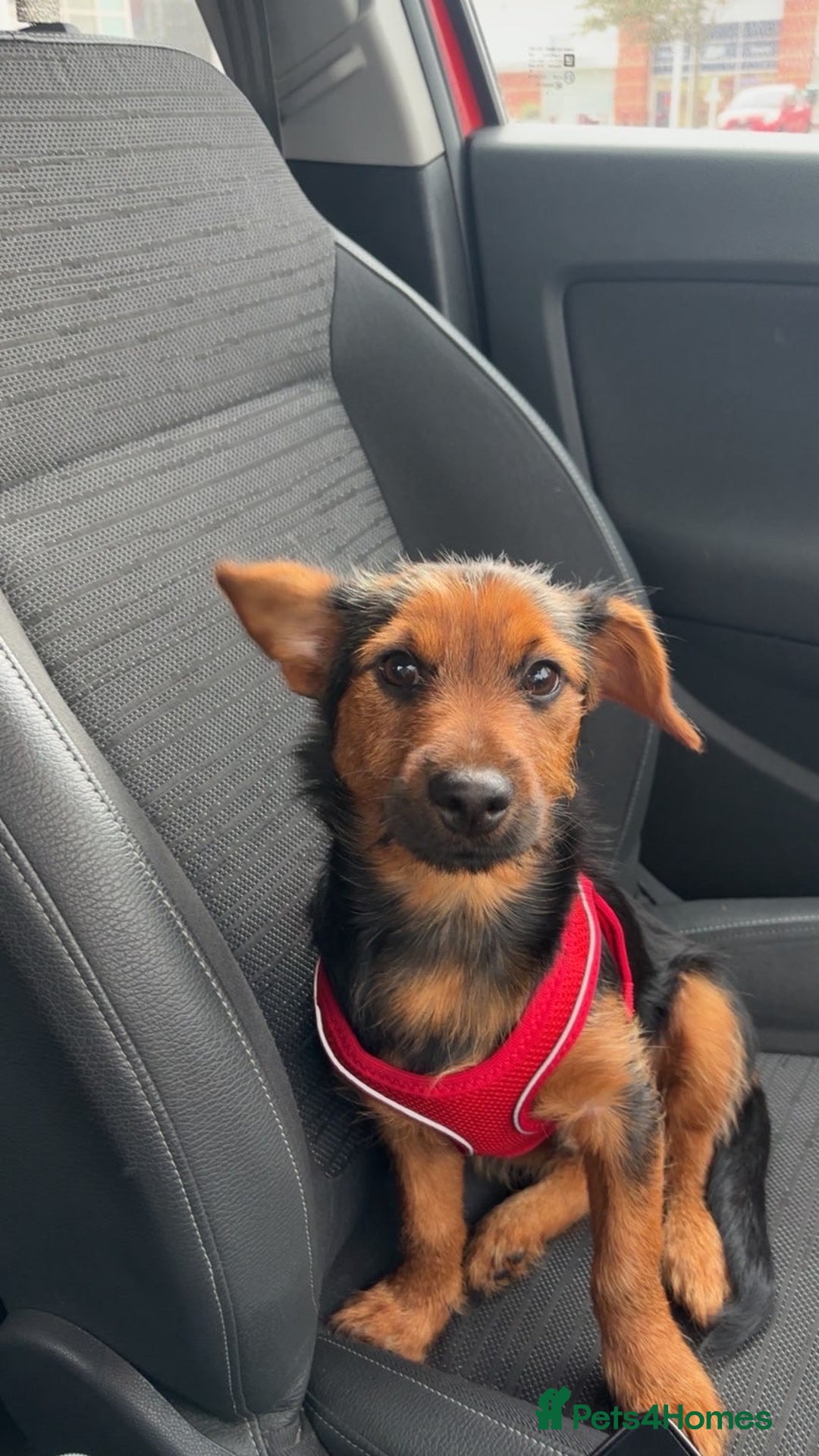 Mixed Breed dogs for sale: 7 month old jack Russel mix - Advert 1