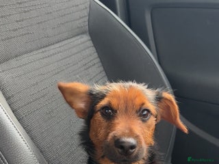 Mixed Breed dogs 7 month old jack Russel mix - Advert 1