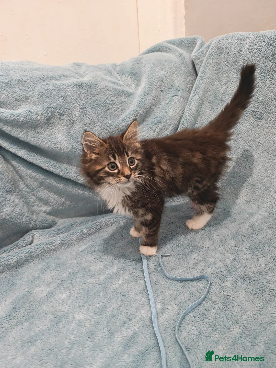 Mixed Breed cats for sale: Beautiful FLUFFY BOY Videos - Advert 10