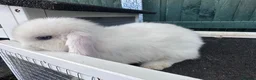 Mini Lop rabbits for sale: BEW ( Blue eyed white) mini lops for sale - Advert 11