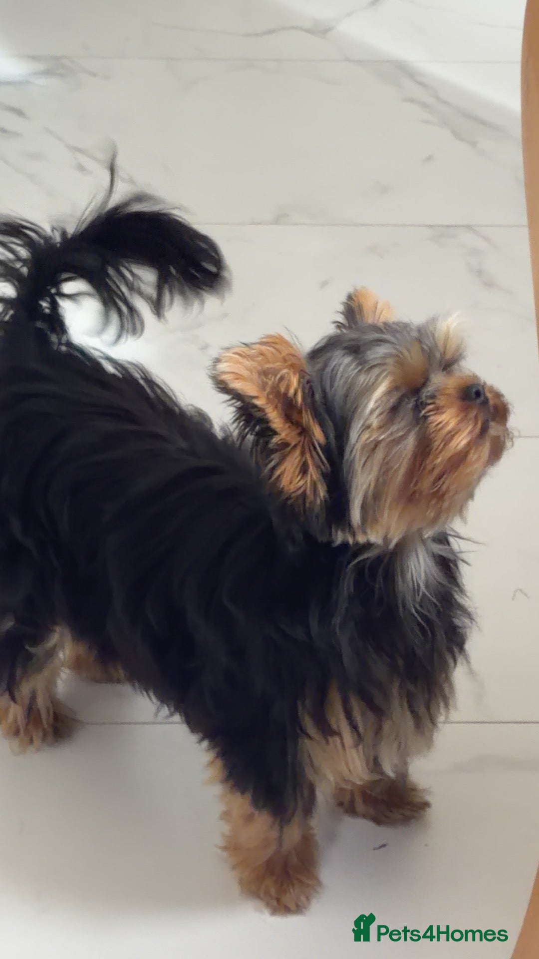 Yorkshire Terrier dogs Russian Yorkshire terrier female. - Advert 1
