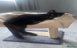 Domestic Shorthair cats for sale: Male domestic short hair  - Image 3