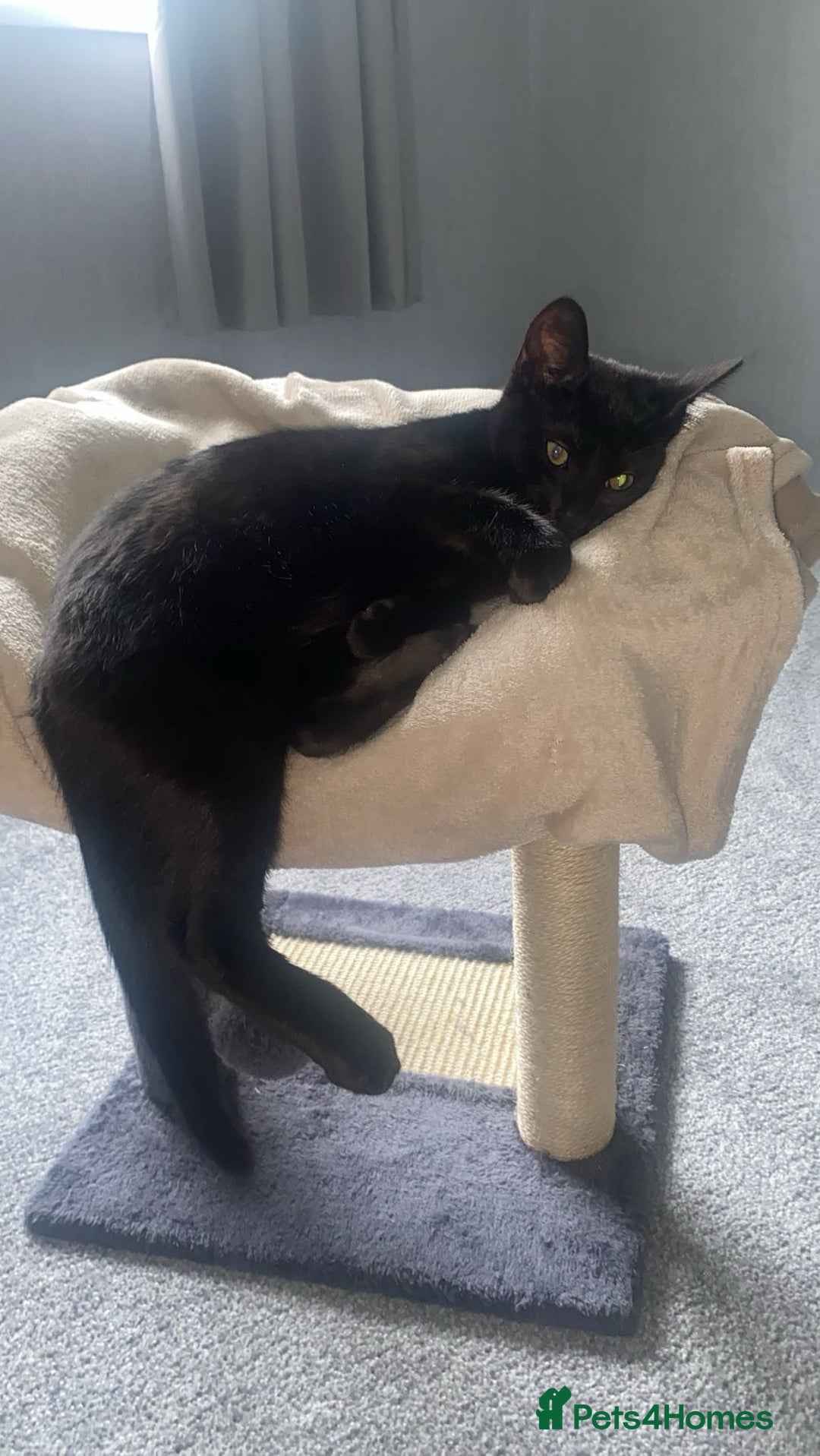 Domestic Shorthair cats for sale: Male domestic short hair  - Image 3