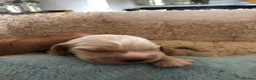 Cocker Spaniel dogs for sale: Unbelievable pure KC reg Show cocker puppies - Advert 32
