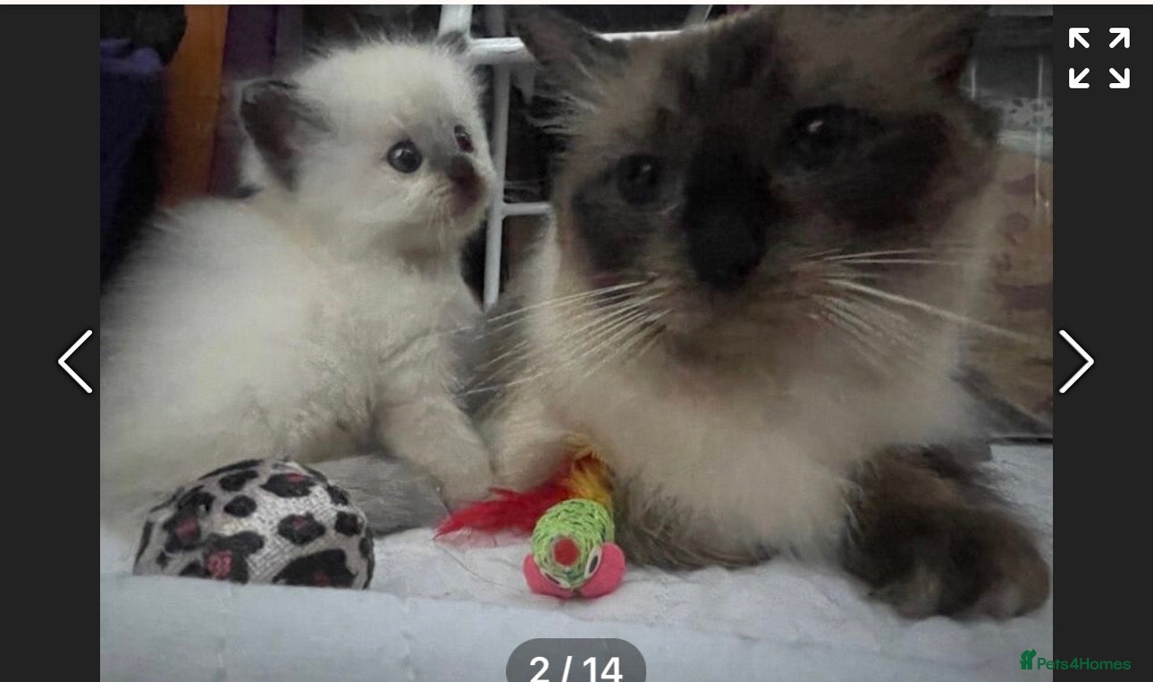 Ragdoll cats 6th Generation*Pedigree Ragdoll Kittens GCCF&TICA - Advert 1
