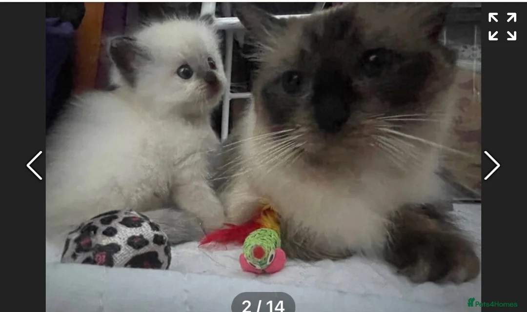 Ragdoll cats for sale: 6th Generation*Pedigree Ragdoll Kittens GCCF&TICA - Advert 1