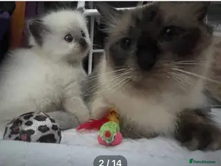 Ragdoll cats 6th Generation*Pedigree Ragdoll Kittens GCCF&TICA - Advert 1