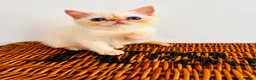 Exotic cats for sale: Stunning exotic kittens high quality m - Advert 3