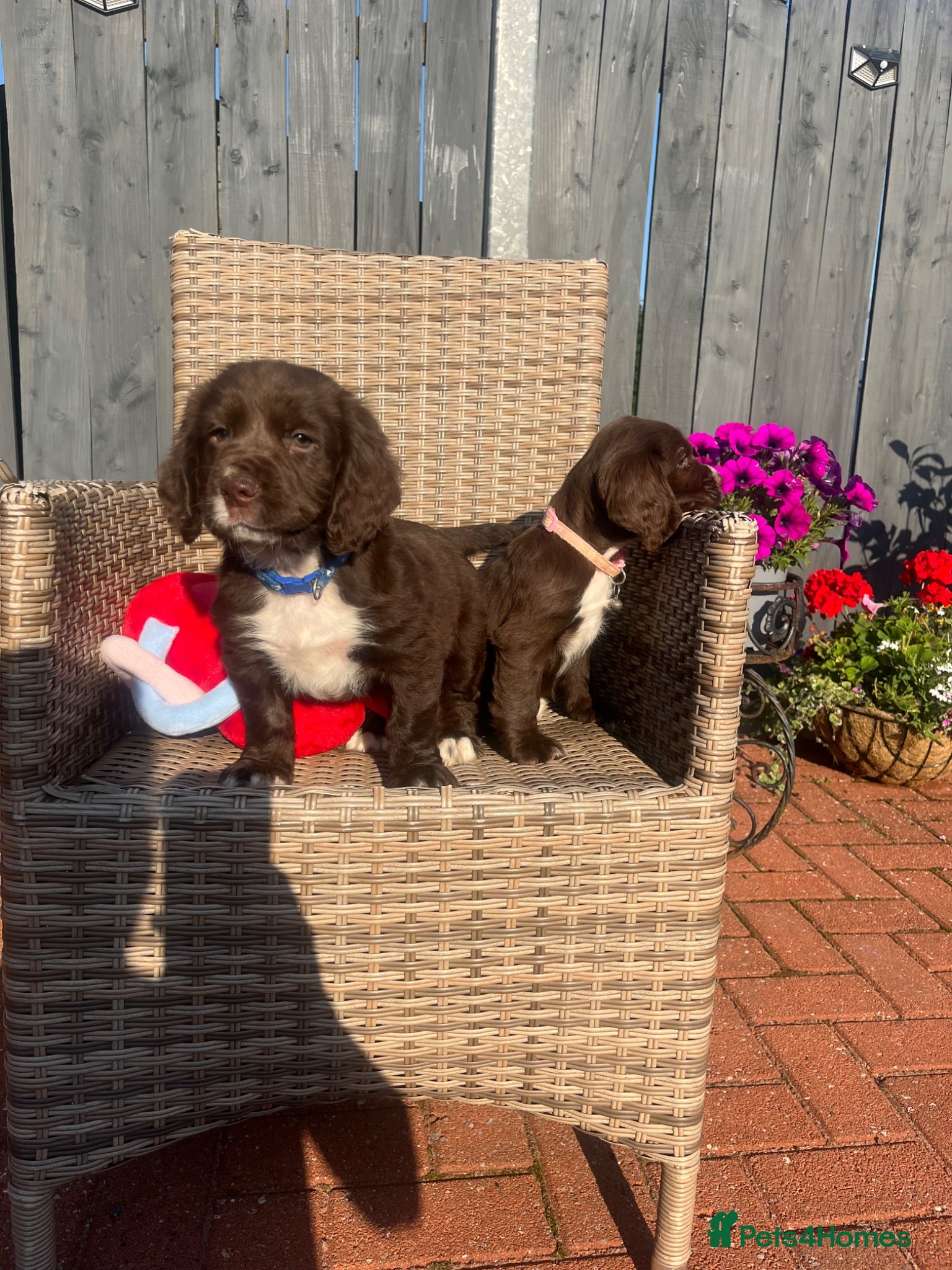 Cocker Spaniel dogs Chocolate cocker spaniel - Advert 7