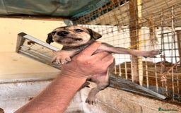 Mixed Breed dogs for sale: 10 Bedlington Whippet Puppies - 6 DOGS 4 BITCHES - Image 4