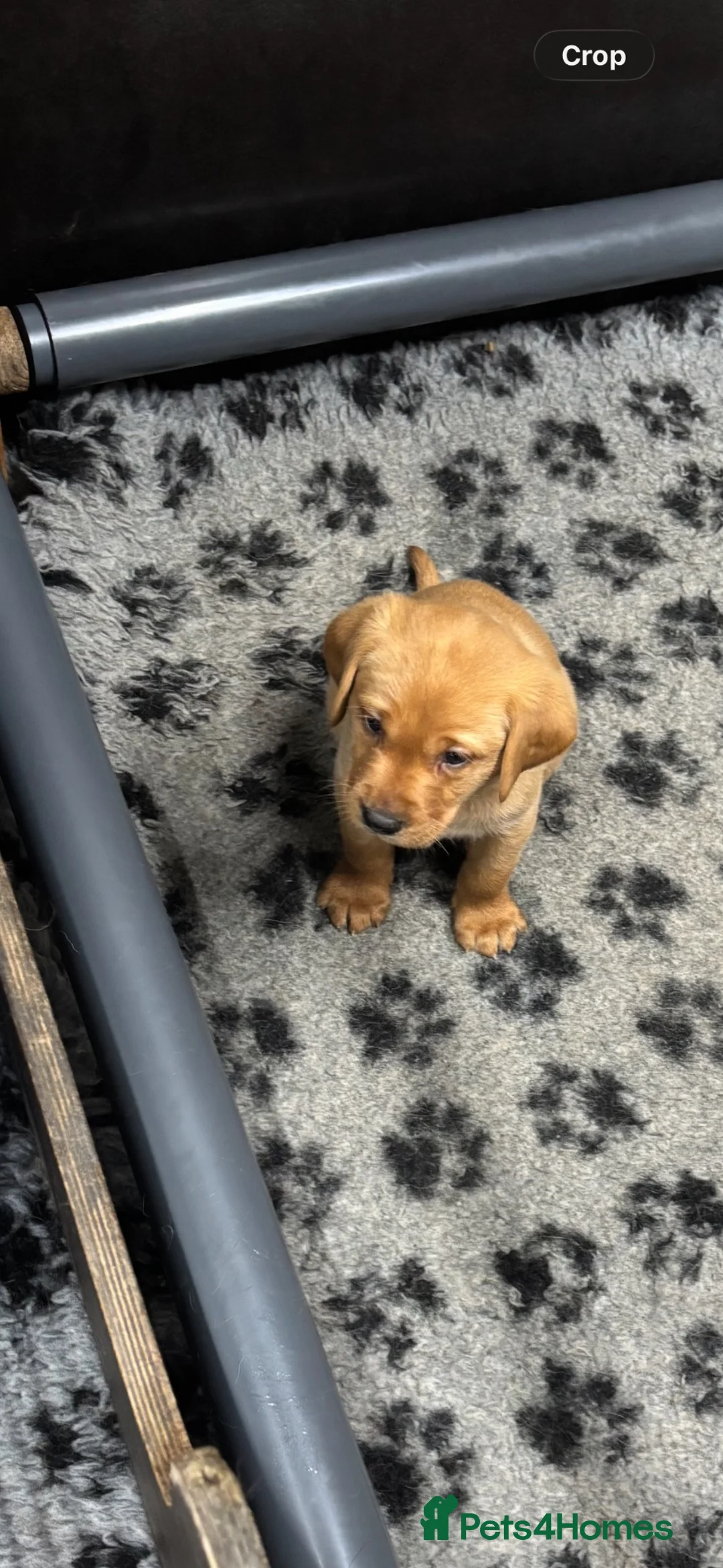 Labrador Retriever dogs for sale: HOME ALONE- AFTER 19th JUNE STUNNING DOG PUPPY  - Advert 2