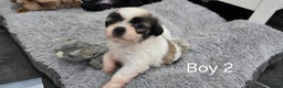 Malshi dogs for sale: Shih Tzu x Malshi Pups - Advert 9