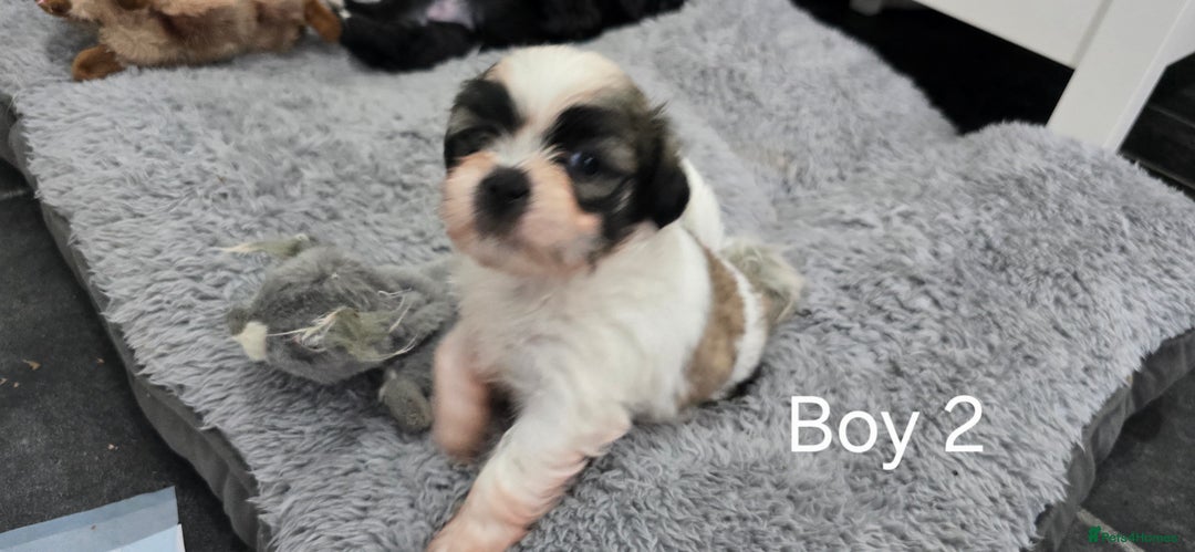 Malshi dogs for sale: Shih Tzu x Malshi Pups - Advert 9