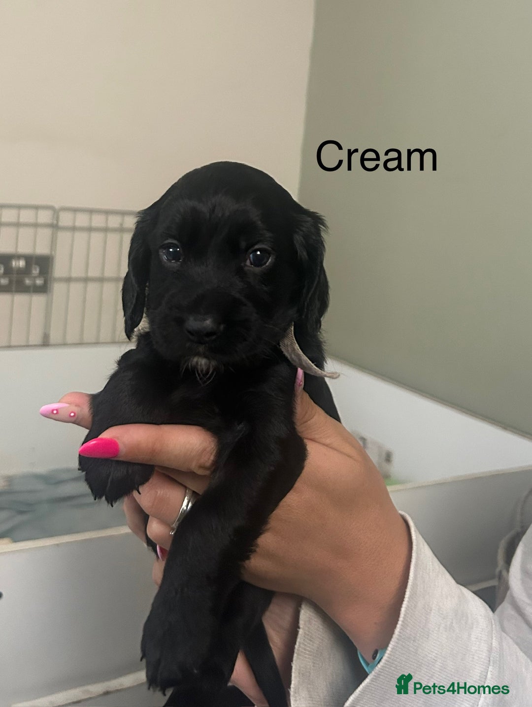 Cocker Spaniel dogs for sale: Cocker Spaniel Puppies - Image 4