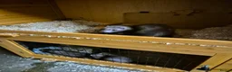 Ferret rodents for sale: 3 x Jill Ferret/polecat hybrids & 1 Jack in Braintree - Advert 4