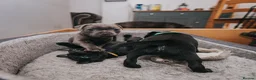 Staffordshire Bull Terrier dogs for sale: Blue & Black KC Staffie Puppies - Champ Bloodline - Advert 3