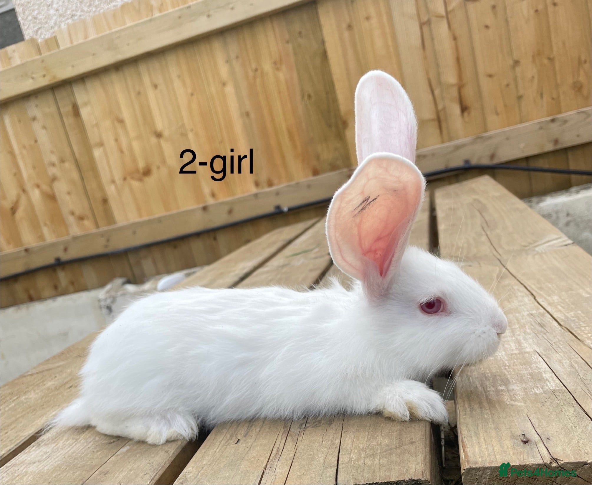 Continental Giant rabbits 💖 8 week old continental giants💖 - Advert 7