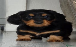 Miniature Dachshund dogs for sale: Amazing longhaired Miniature Dachshunds - Image 10