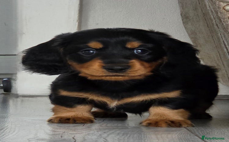 Miniature Dachshund dogs - Advert 4