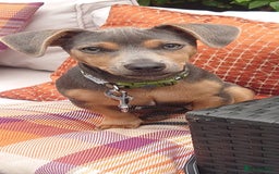 Jack Russell dogs for stud: DENZEL - Image 2