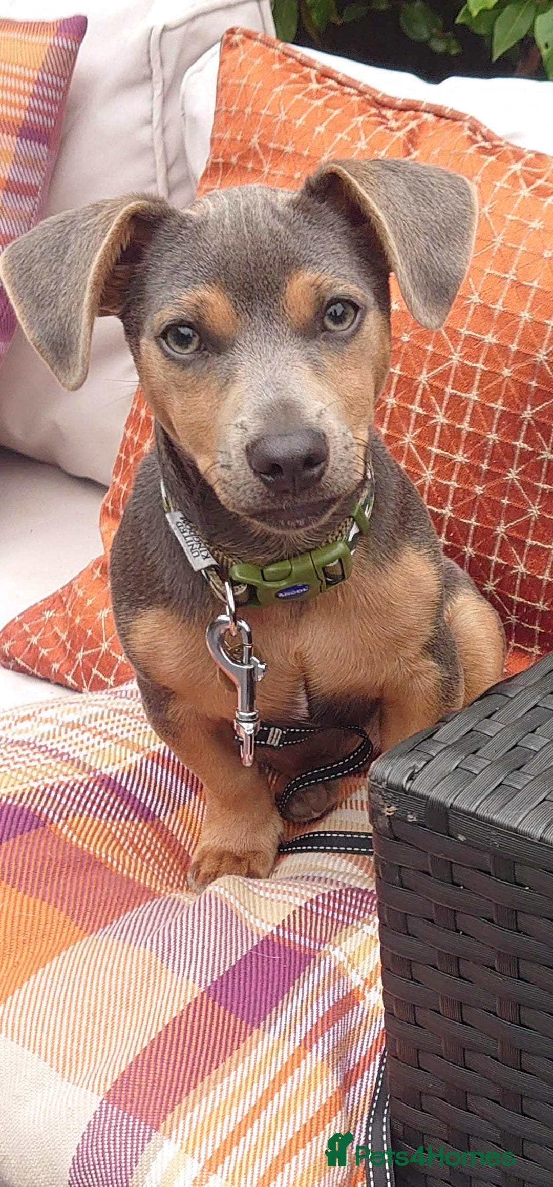 Jack Russell dogs for stud: DENZEL - Image 2