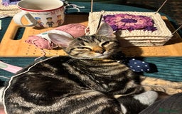 American Shorthair cats for sale: Pedro and Tigger - male tabby’s  - Image 13