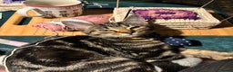 American Shorthair cats for sale: Pedro and Tigger - male tabby’s  - Advert 13