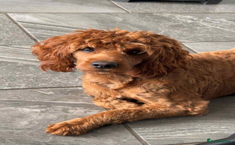 Cockapoo dogs - Advert 18